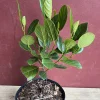Golden Nugget Jackfruit Tree - Grafted Live Plant in 3 Gallon Pot - Cannot ship to CA - Image 3