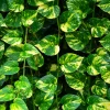 Golden Pothos Live Plant – 4 inch Pot – Indoor Houseplant – Easy Care - Image 1
