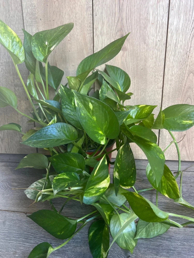 Golden Pothos Live Plant – 6 inch Pot – Air Purifying Indoor Houseplant - Cannot ship to CA - Image 2