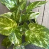 Golden Pothos Live Plant – 6 inch Pot – Air Purifying Indoor Houseplant - Cannot ship to CA - Image 1