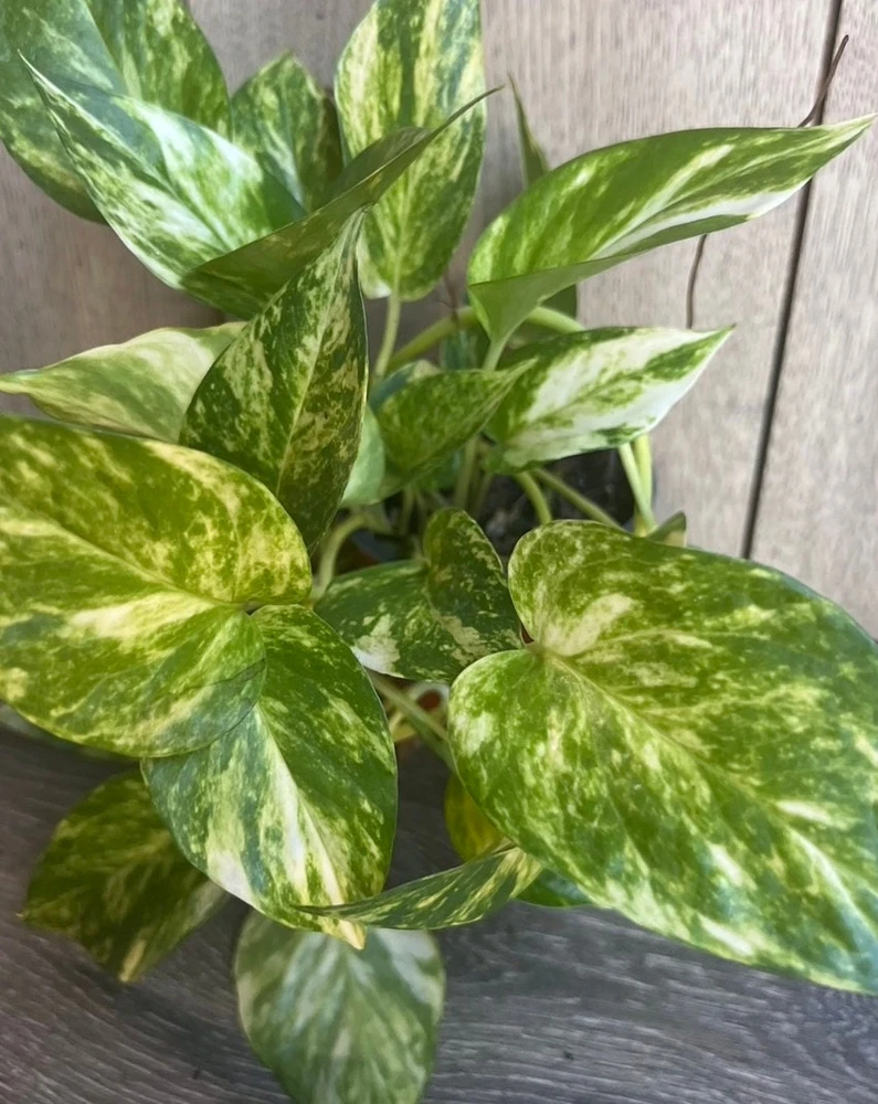 Golden Pothos Live Plant – 6 inch Pot – Air Purifying Indoor Houseplant - Cannot ship to CA - Image 1
