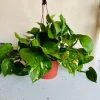 Golden Pothos Live Plant – 6 Inch Pot – Indoor Houseplant - Image 1