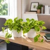Golden Pothos Live Plant – Set of 2 – 5-8 Inch Tall – 4 Inch Pot – Indoor Vining Houseplant - Image 1