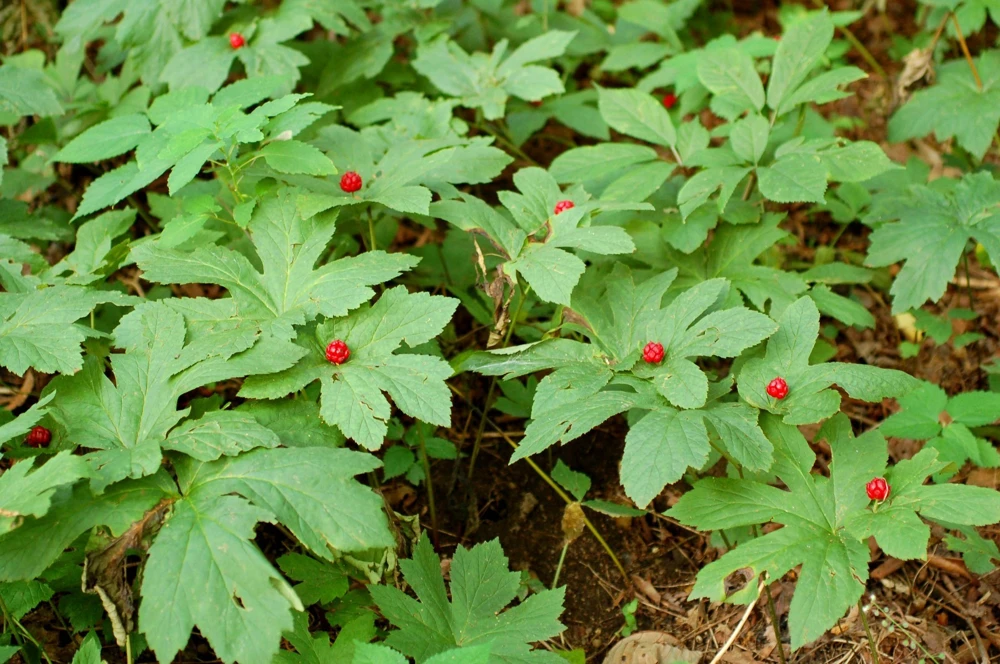 Golden Seal 5 Roots - Hydrastis Canadensis Live Plant for Herbal Garden - Image 2