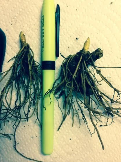 Golden Seal 5 Roots - Hydrastis Canadensis Live Plant for Herbal Garden - Image 3