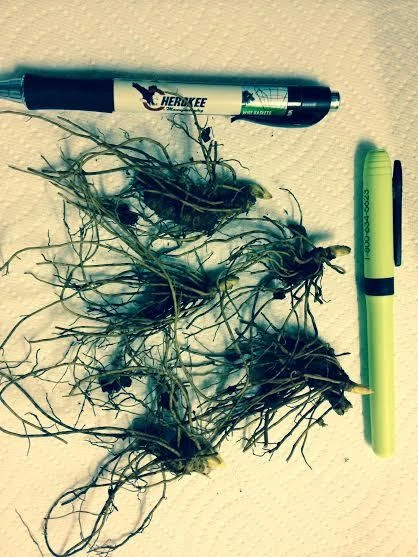 Golden Seal 5 Roots - Hydrastis Canadensis Live Plant for Herbal Garden - Image 4