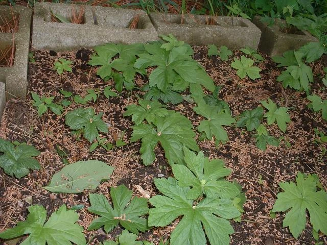 Golden Seal 5 Roots - Hydrastis Canadensis Live Plant for Herbal Garden - Image 5
