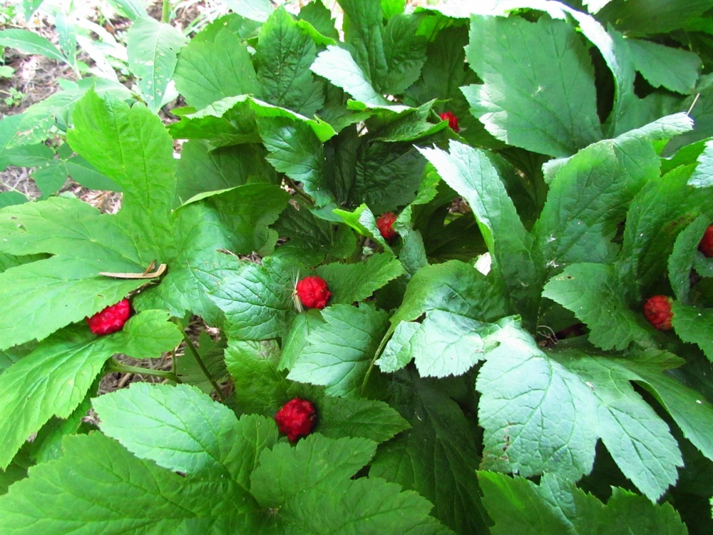 Golden Seal 5 Roots - Hydrastis Canadensis Live Plant for Herbal Garden - Image 1
