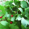 Golden Seal Bare Roots - Hydrastis canadensis - 20 Count - Image 1
