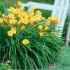 Golden Yellow Stella d'Oro Daylily Live Plant – Easy Care Perennial - Image 1