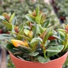Goldfish Plant Live Plant - Nematanthus Gregarius - Rare Houseplant in 4" Pot - Indoor Trailing Plant - Image 1