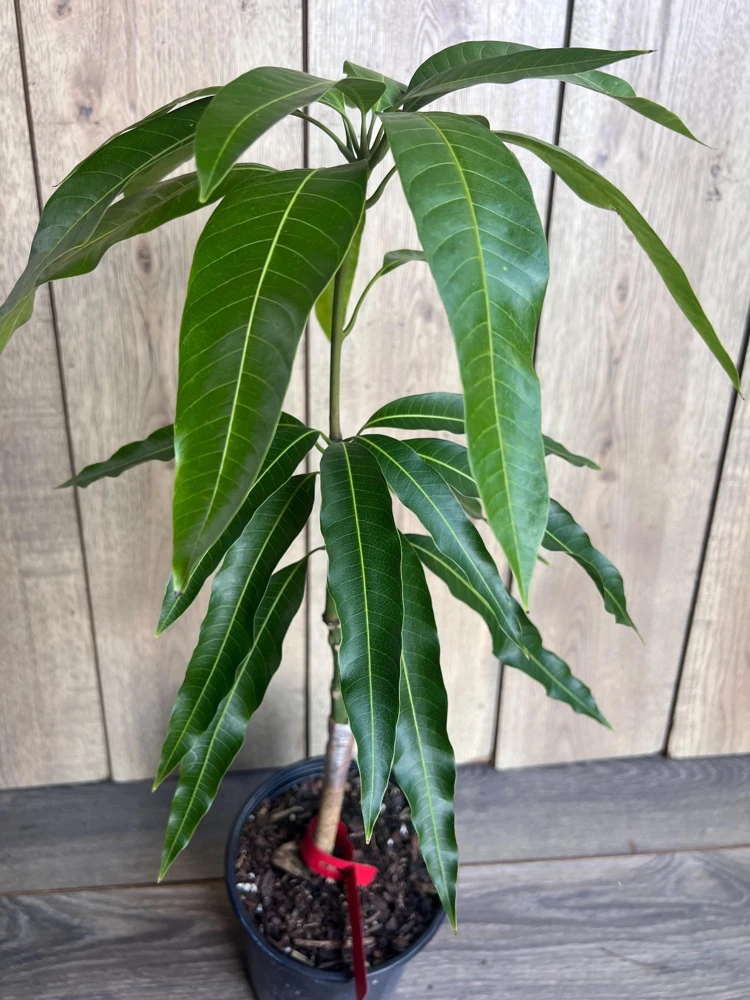 Grafted Jakarta Mango Tree Live Plant – 1/2 Gallon Pot – Tropical Fruit - Cannot ship to CA - Image 2