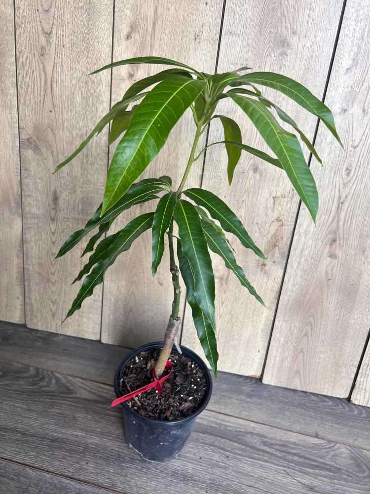 Grafted Jakarta Mango Tree Live Plant – 1/2 Gallon Pot – Tropical Fruit - Cannot ship to CA - Image 3