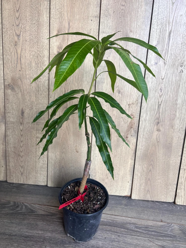 Grafted Jakarta Mango Tree Live Plant – 1/2 Gallon Pot – Tropical Fruit - Cannot ship to CA - Image 4