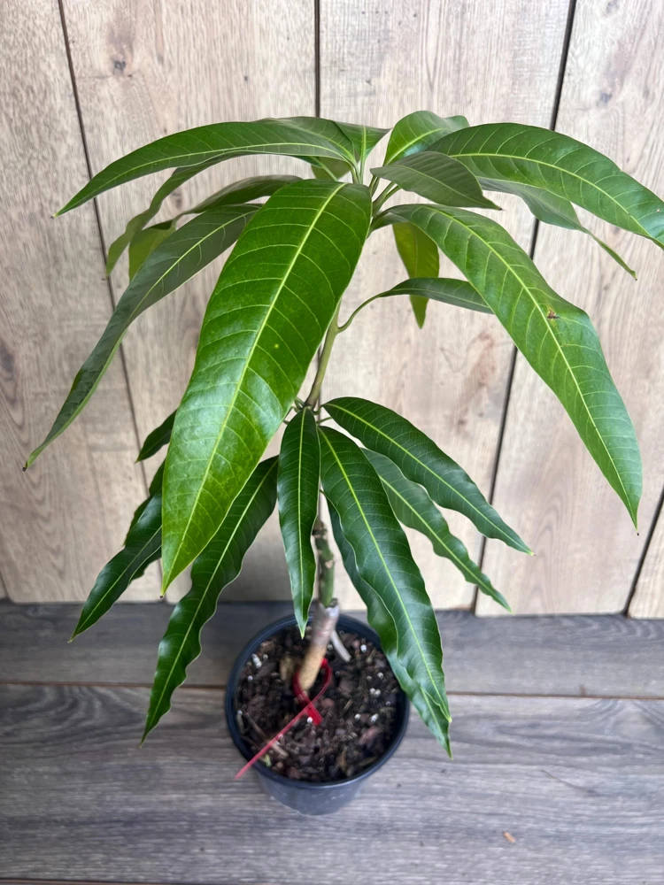 Grafted Jakarta Mango Tree Live Plant – 1/2 Gallon Pot – Tropical Fruit - Cannot ship to CA - Image 5