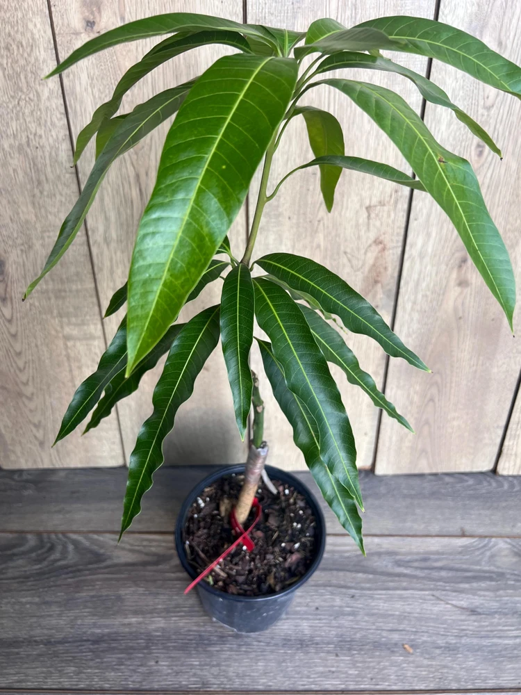 Grafted Jakarta Mango Tree Live Plant – 1/2 Gallon Pot – Tropical Fruit - Cannot ship to CA - Image 6