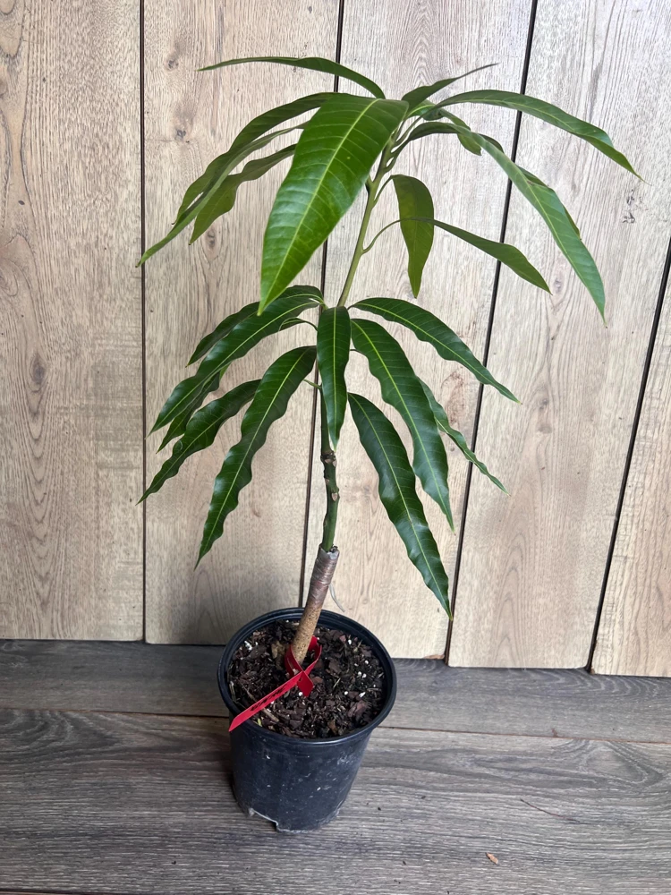 Grafted Jakarta Mango Tree Live Plant – 1/2 Gallon Pot – Tropical Fruit - Cannot ship to CA - Image 7