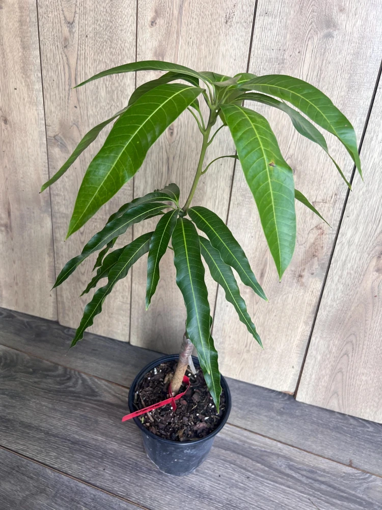 Grafted Jakarta Mango Tree Live Plant – 1/2 Gallon Pot – Tropical Fruit - Cannot ship to CA - Image 8