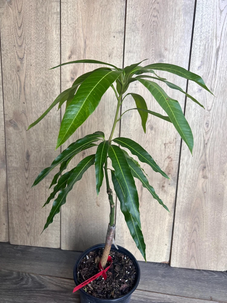 Grafted Jakarta Mango Tree Live Plant – 1/2 Gallon Pot – Tropical Fruit - Cannot ship to CA - Image 9