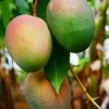 Grafted Jakarta Mango Tree Live Plant – 1/2 Gallon Pot – Tropical Fruit - Cannot ship to CA - Image 1