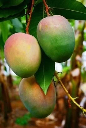 Grafted Jakarta Mango Tree Live Plant – 1/2 Gallon Pot – Tropical Fruit - Cannot ship to CA - Image 1