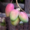 Grafted Keitt Mango Tree - Dwarf Variety Live Plant, 1/2 Gallon Pot, Outdoor - Cannot ship to CA - Image 1