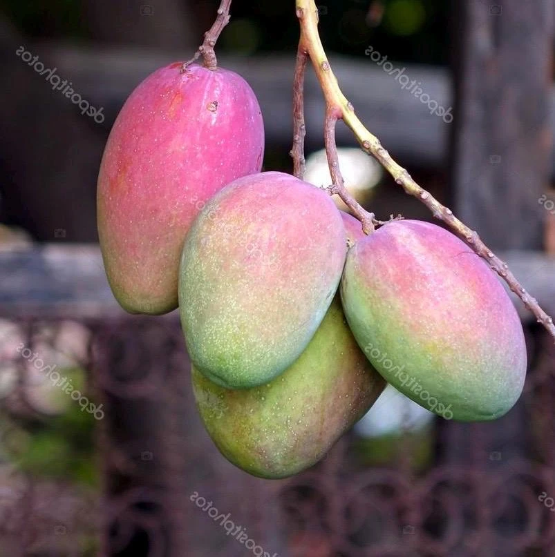Grafted Keitt Mango Tree - Dwarf Variety Live Plant, 1/2 Gallon Pot, Outdoor - Cannot ship to CA - Image 1
