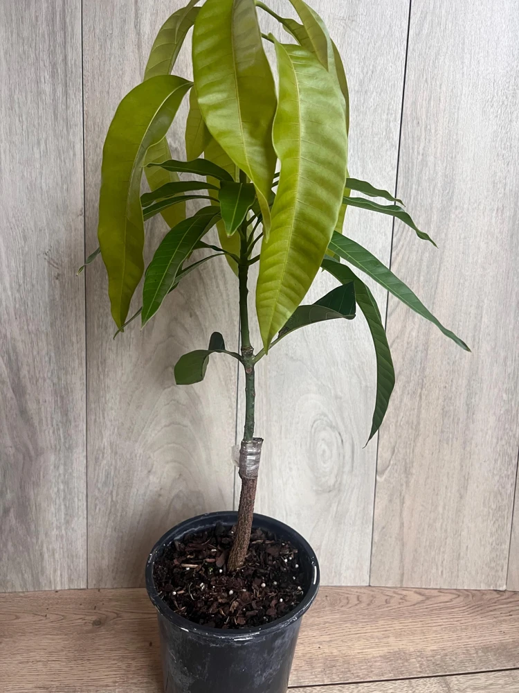 Grafted Keitt Mango Tree - Dwarf Variety Live Plant, 1/2 Gallon Pot, Outdoor - Cannot ship to CA - Image 10