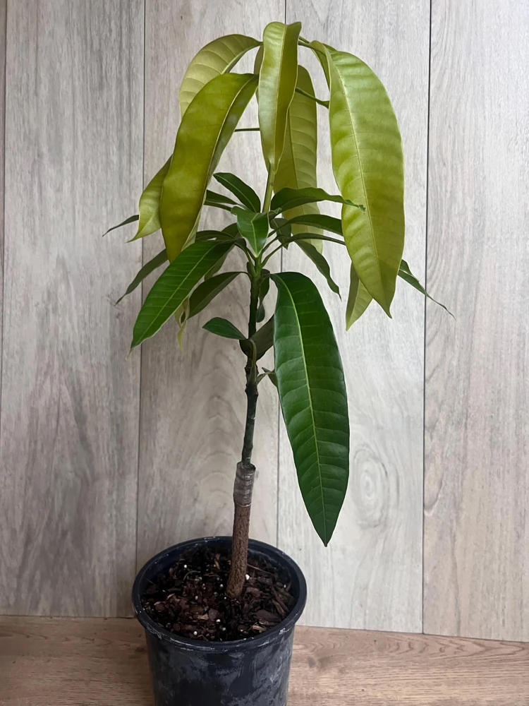 Grafted Keitt Mango Tree - Dwarf Variety Live Plant, 1/2 Gallon Pot, Outdoor - Cannot ship to CA - Image 2