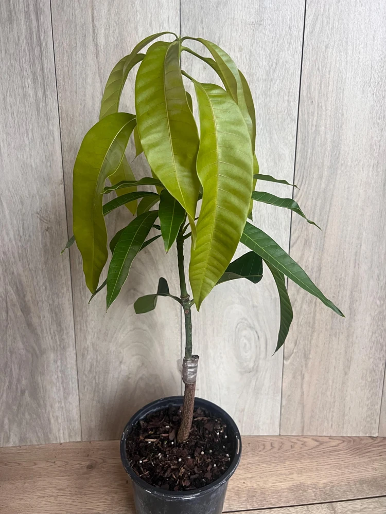 Grafted Keitt Mango Tree - Dwarf Variety Live Plant, 1/2 Gallon Pot, Outdoor - Cannot ship to CA - Image 3