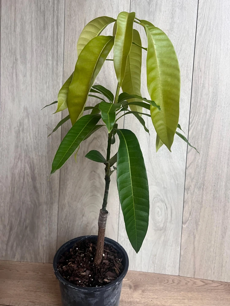 Grafted Keitt Mango Tree - Dwarf Variety Live Plant, 1/2 Gallon Pot, Outdoor - Cannot ship to CA - Image 4