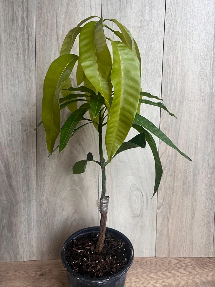 Grafted Keitt Mango Tree - Dwarf Variety Live Plant, 1/2 Gallon Pot, Outdoor - Cannot ship to CA - Image 5
