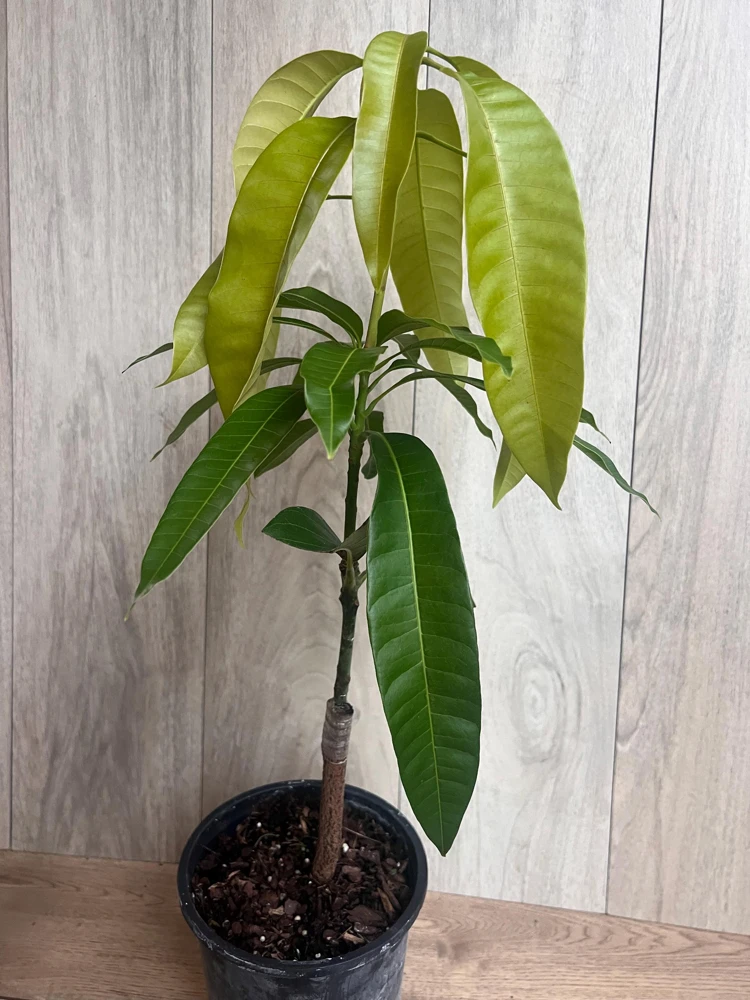 Grafted Keitt Mango Tree - Dwarf Variety Live Plant, 1/2 Gallon Pot, Outdoor - Cannot ship to CA - Image 6