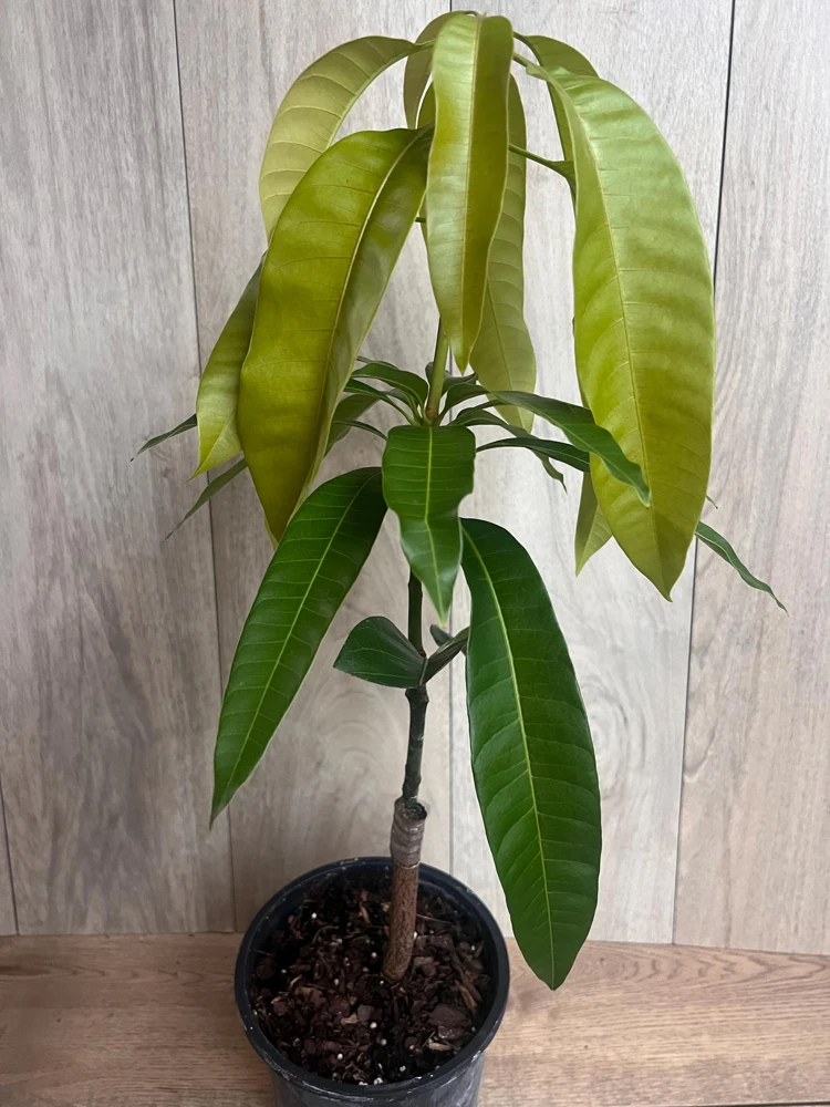 Grafted Keitt Mango Tree - Dwarf Variety Live Plant, 1/2 Gallon Pot, Outdoor - Cannot ship to CA - Image 7