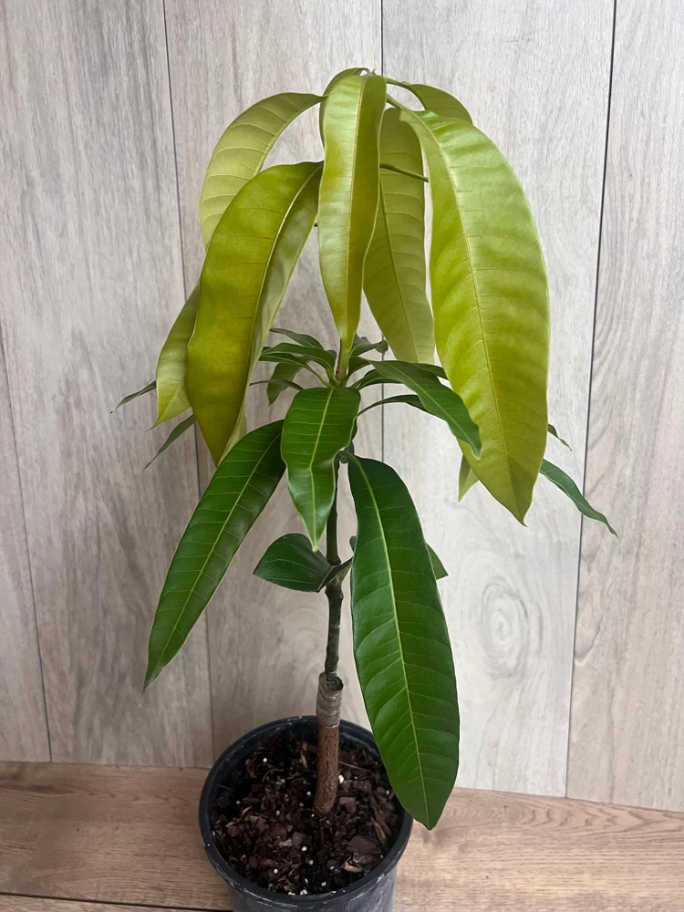 Grafted Keitt Mango Tree - Dwarf Variety Live Plant, 1/2 Gallon Pot, Outdoor - Cannot ship to CA - Image 8