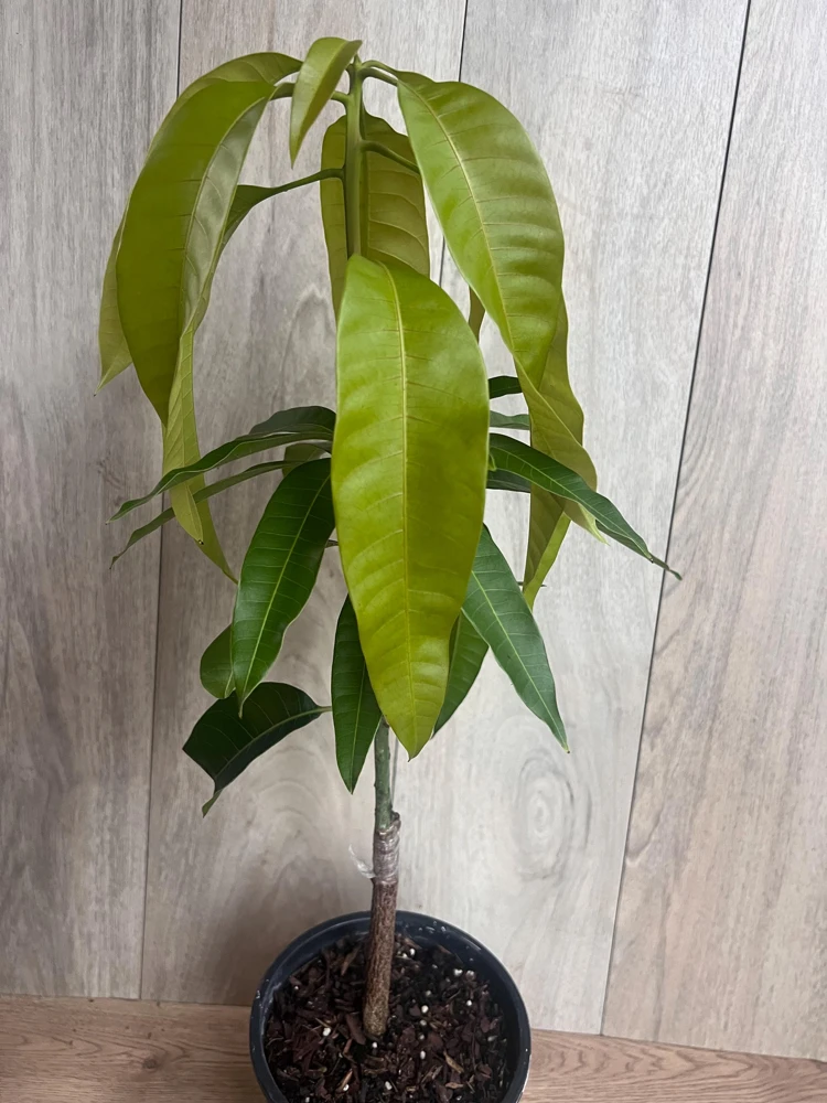 Grafted Keitt Mango Tree - Dwarf Variety Live Plant, 1/2 Gallon Pot, Outdoor - Cannot ship to CA - Image 9