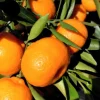 Grafted Kishu Mandarin Tree Live Plant - Seedless Tangerine - 1/2 Gallon Pot - Cannot ship to CA - Image 1