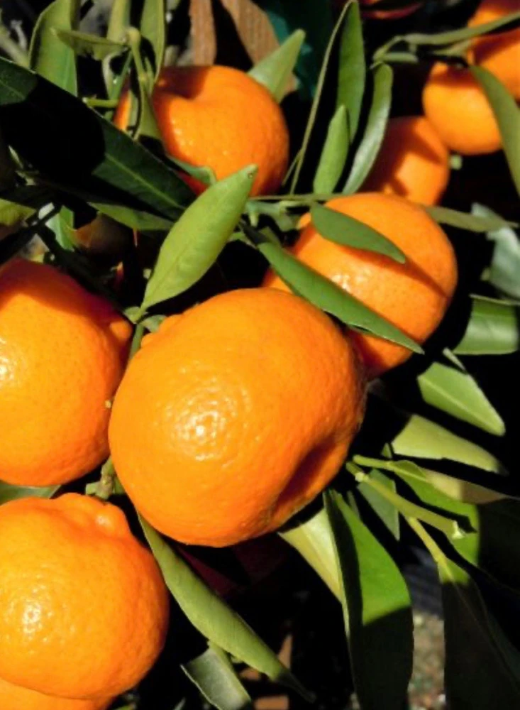 Grafted Kishu Mandarin Tree Live Plant - Seedless Tangerine - 1/2 Gallon Pot - Cannot ship to CA - Image 1