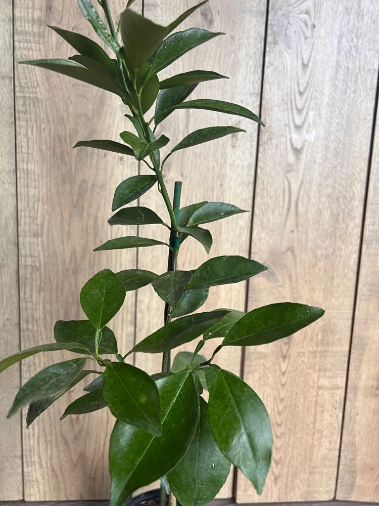 Grafted Kishu Mandarin Tree Live Plant - Seedless Tangerine - 1/2 Gallon Pot - Cannot ship to CA - Image 2