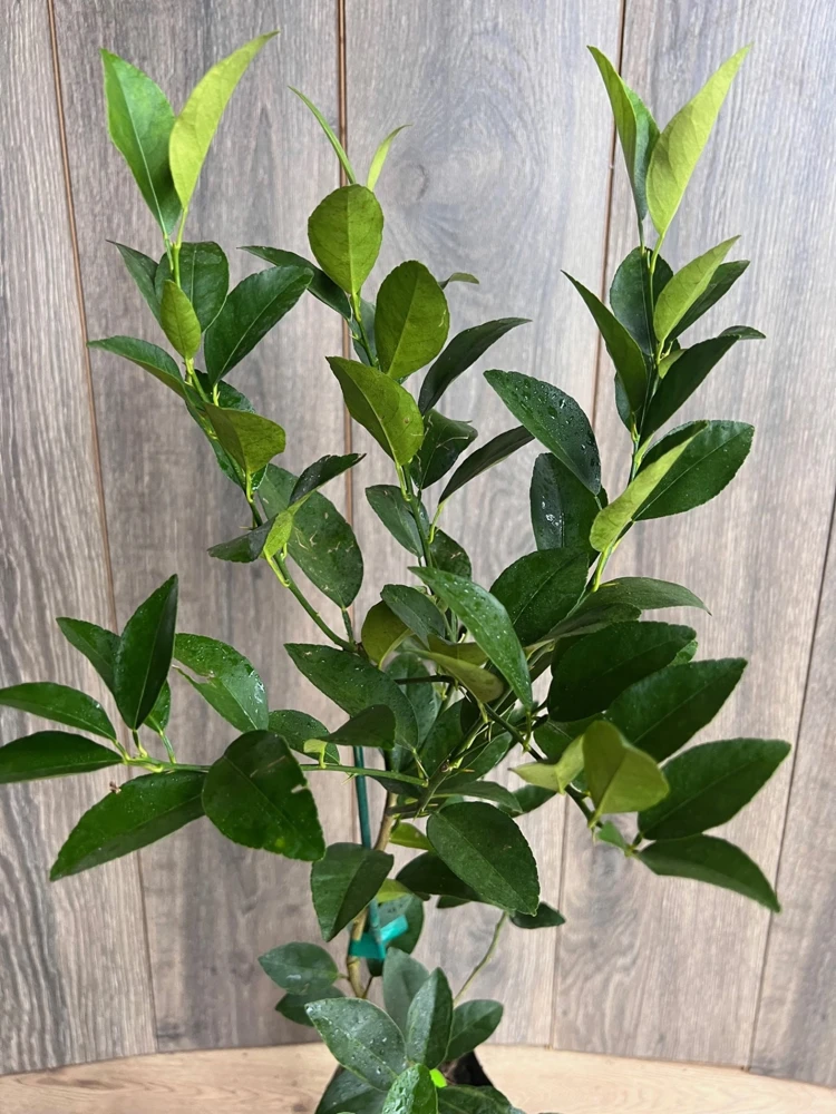 Grafted Persian Lime Tree Live Plant – 1/2 Gallon Pot – Citrus x Latifolia - Cannot ship to CA - Image 2