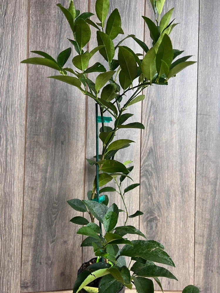 Grafted Persian Lime Tree Live Plant – 1/2 Gallon Pot – Citrus x Latifolia - Cannot ship to CA - Image 3