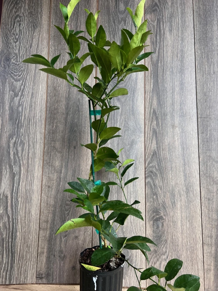 Grafted Persian Lime Tree Live Plant – 1/2 Gallon Pot – Citrus x Latifolia - Cannot ship to CA - Image 4