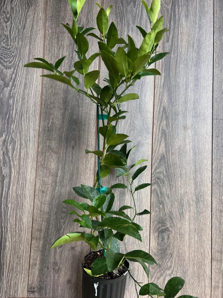 Grafted Persian Lime Tree Live Plant – 1/2 Gallon Pot – Citrus x Latifolia - Cannot ship to CA - Image 5
