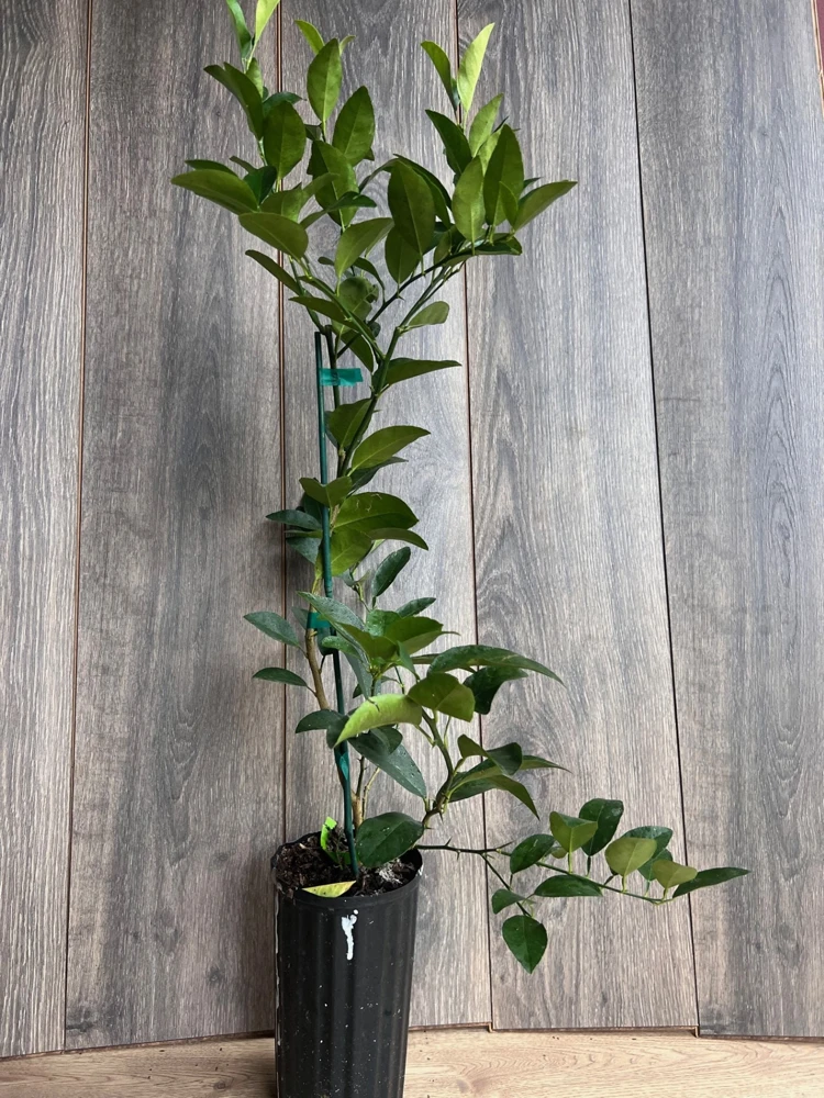 Grafted Persian Lime Tree Live Plant – 1/2 Gallon Pot – Citrus x Latifolia - Cannot ship to CA - Image 6