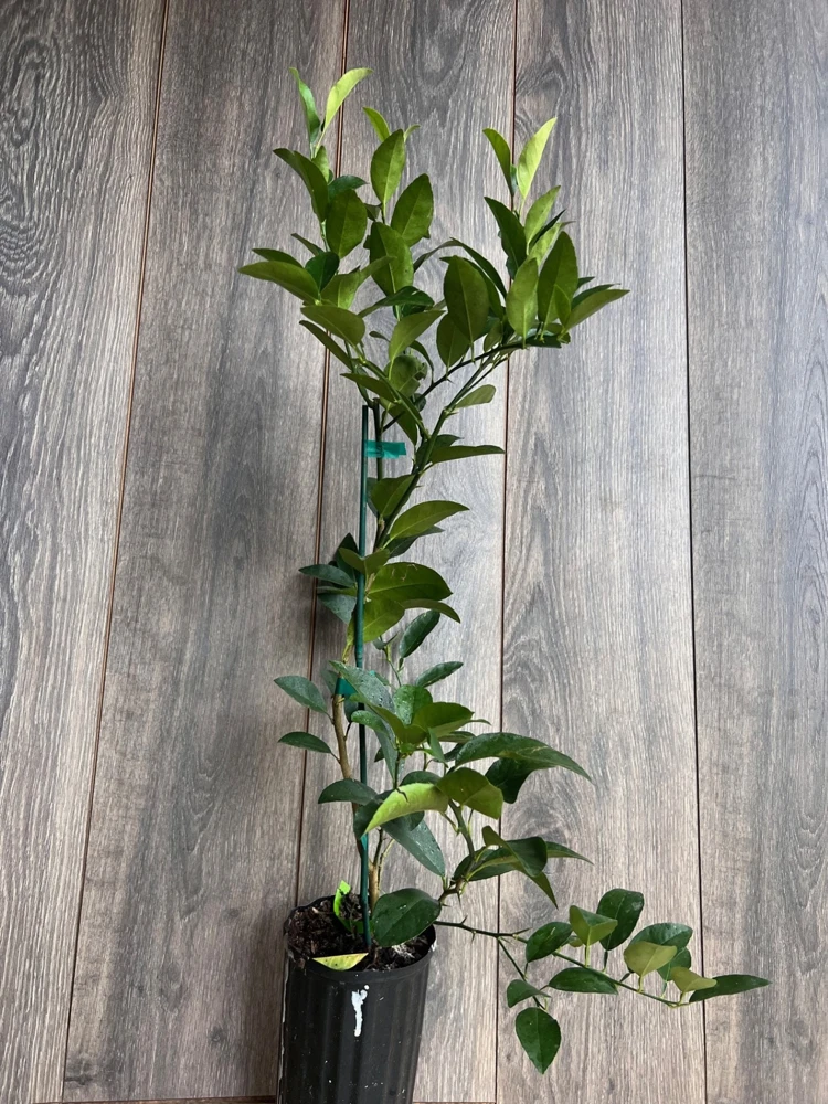 Grafted Persian Lime Tree Live Plant – 1/2 Gallon Pot – Citrus x Latifolia - Cannot ship to CA - Image 7