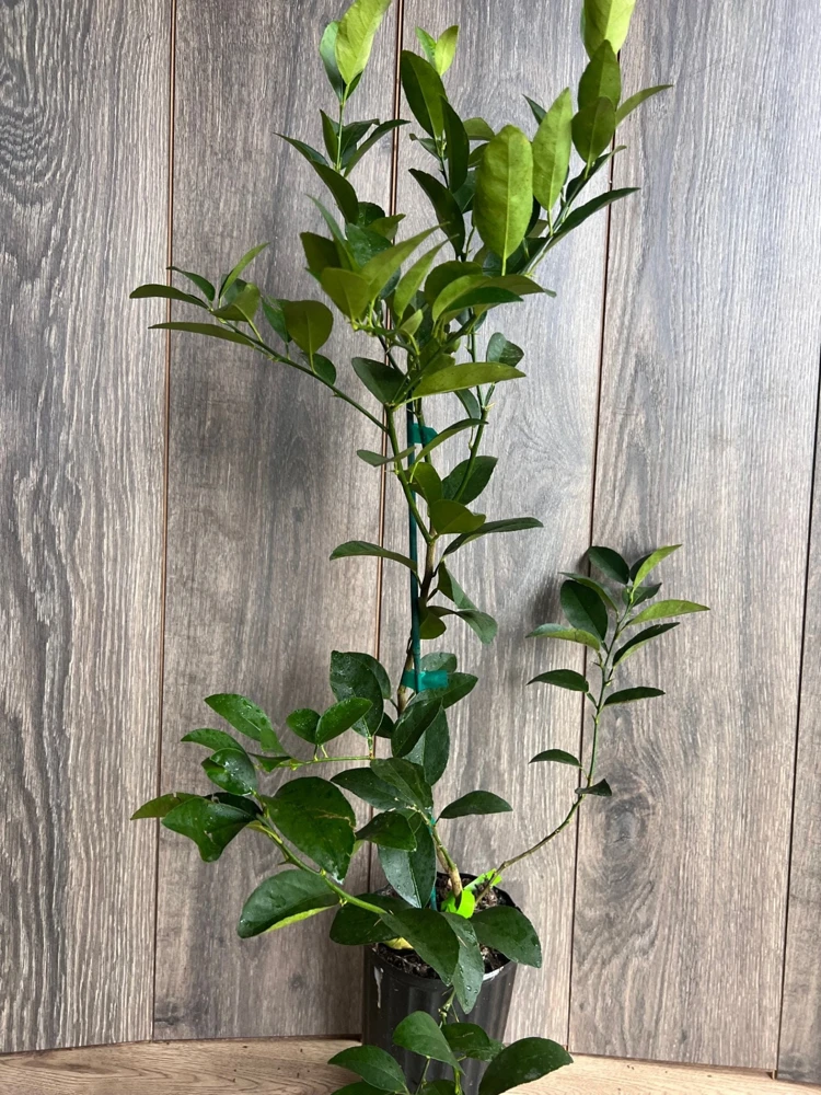 Grafted Persian Lime Tree Live Plant – 1/2 Gallon Pot – Citrus x Latifolia - Cannot ship to CA - Image 8
