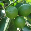 Grafted Persian Lime Tree Live Plant – 1/2 Gallon Pot – Citrus x Latifolia - Cannot ship to CA - Image 1