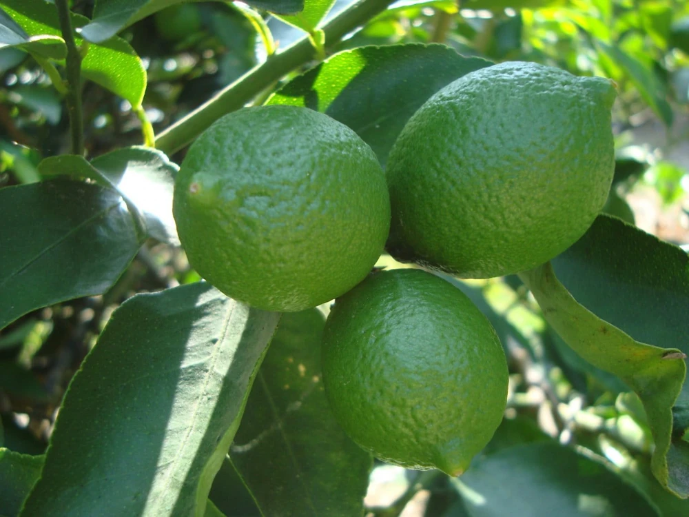 Grafted Persian Lime Tree Live Plant – 1/2 Gallon Pot – Citrus x Latifolia - Cannot ship to CA - Image 1