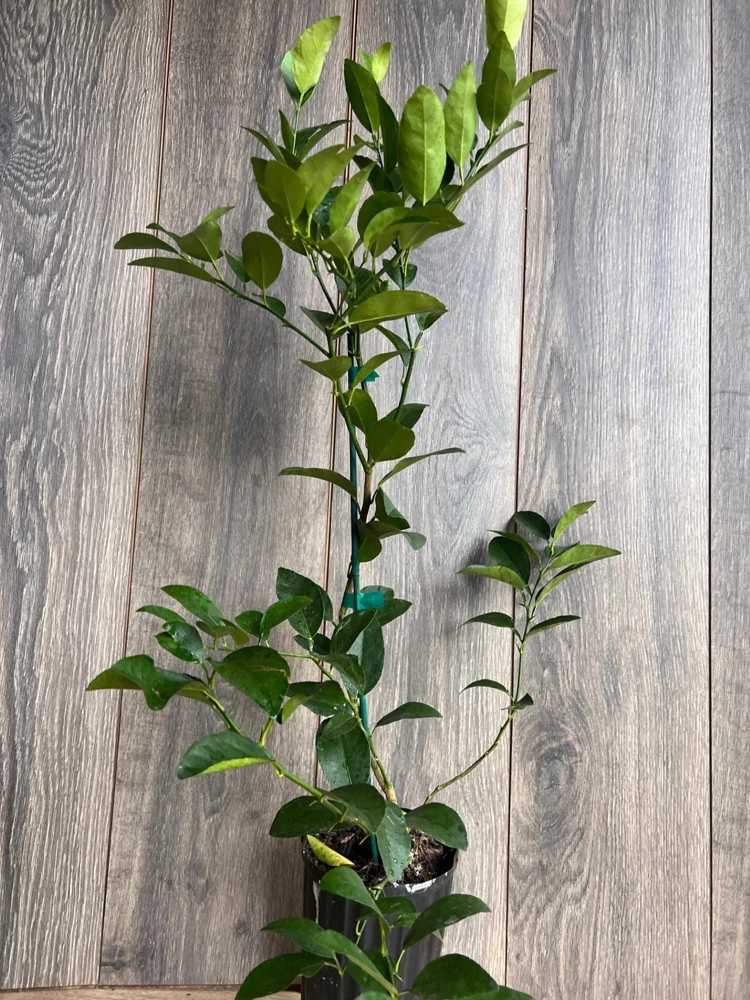 Grafted Persian Lime Tree Live Plant – 1/2 Gallon Pot – Citrus x Latifolia - Cannot ship to CA - Image 9