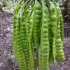 Grafted Petai Tree Plant - Parkia Speciosa Live Tree - Exotic Tropical Fruit - 10 inch Pot - Cannot ship to CA - Image 1